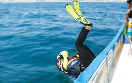 لذت زندگی را با غواصی در کیش تجربه کنید